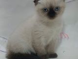 Güzeller Güzeli Dişi Ve Erkek Scottish Fold Blue Point Yavrular