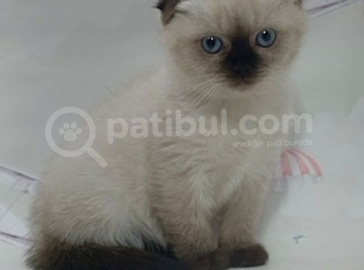 Güzeller Güzeli Dişi Ve Erkek Scottish Fold Blue Point Yavrular görsel