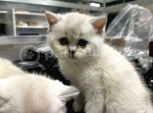 Birinci Sınıf Kaliteli Güzel Tatlı Yavrular görsel