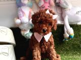Kalitenin Adresinden Her Eve Toy Poodle 