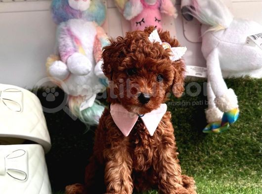 Kalitenin Adresinden Her Eve Toy Poodle  görsel