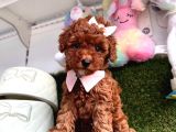 Kalitenin adresinden her eve toy poodle 
