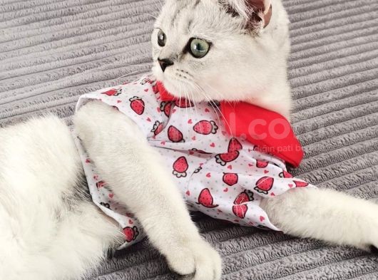 Tatlı Prenses Kızımız görsel