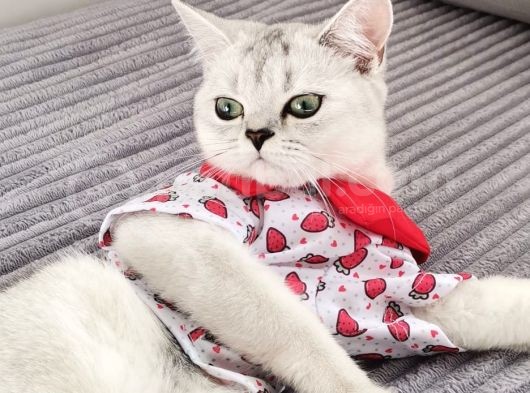 Tatlı Prenses Kızımız görsel