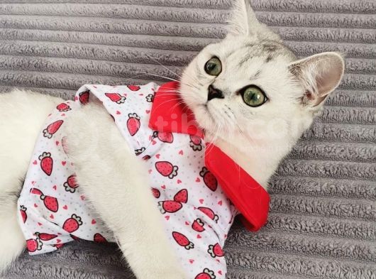 Tatlı Prenses Kızımız görsel