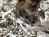 Shiba Inu Yavrularımız