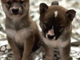 Shiba Inu Yavrularımız