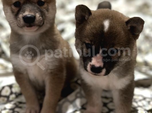 Shiba Inu Yavrularımız görsel