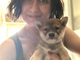 Shiba inu yavrularımız