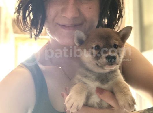 Shiba Inu Yavrularımız görsel