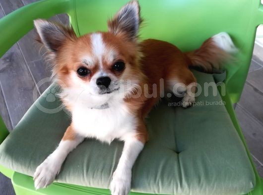 161023 Doğumlu Mükemmel Safkan Chihuahua Yavru görsel