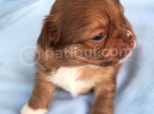 161023 Doğumlu Mükemmel Safkan Chihuahua Yavru
