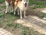Shiba Inu Yavrularımız