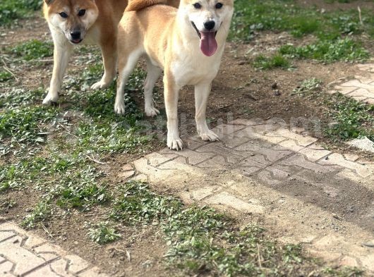 Shiba Inu Yavrularımız görsel