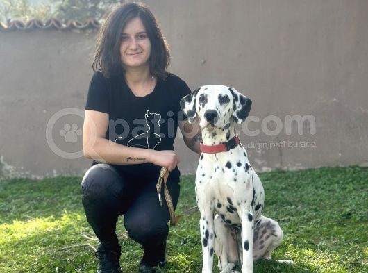Dalmaçyalı Bebeklerimiz görsel