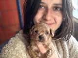 Toy Poodle Bebekler