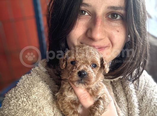 Toy Poodle Bebekler görsel