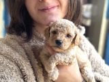 Toy Poodle Bebekler
