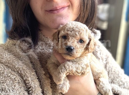 Toy Poodle Bebekler görsel
