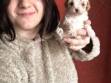 Toy Poodle Bebekler