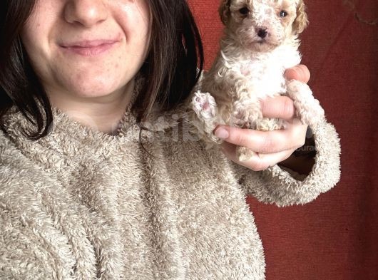 Toy Poodle Bebekler görsel