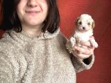 Toy Poodle Bebekler