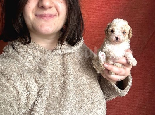 Toy Poodle Bebekler görsel