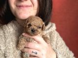 Toy poodle bebekler