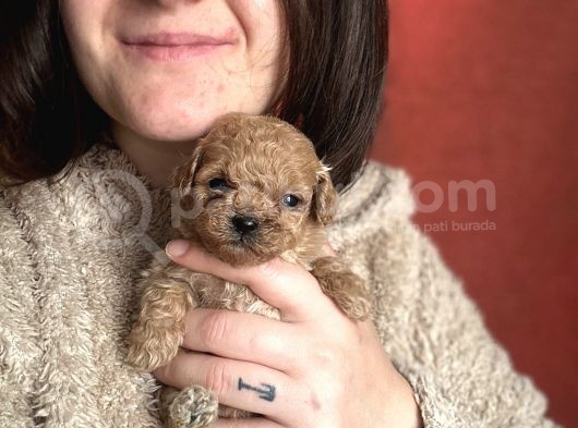 Toy Poodle Bebekler