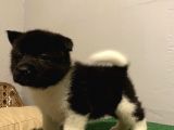 Kusursuz Ameri̇kan Aki̇ta Di̇si̇ Bebek