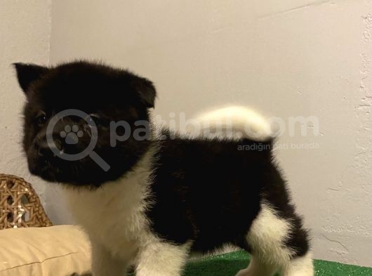 Kusursuz Ameri̇kan Aki̇ta Di̇si̇ Bebek görsel