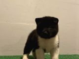 KUSURSUZ AMERİKAN AKİTA DİSİ BEBEK