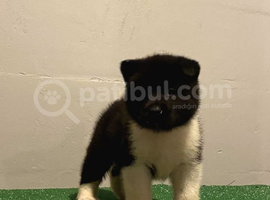 Kusursuz Ameri̇kan Aki̇ta Di̇si̇ Bebek