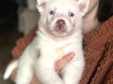 Sibirya kurdu husky bebekler