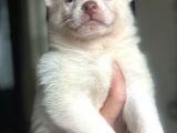 Sibirya Kurdu Husky Bebekler