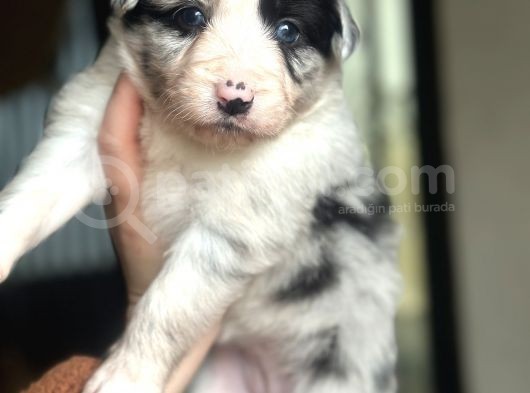 Border Collie Yavrular görsel