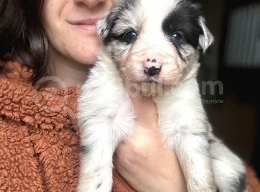 Border Collie Yavrular görsel