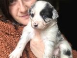 Border Collie Yavrular