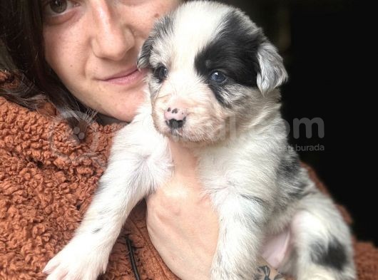 Border Collie Yavrular görsel