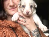 Border Collie Yavrular