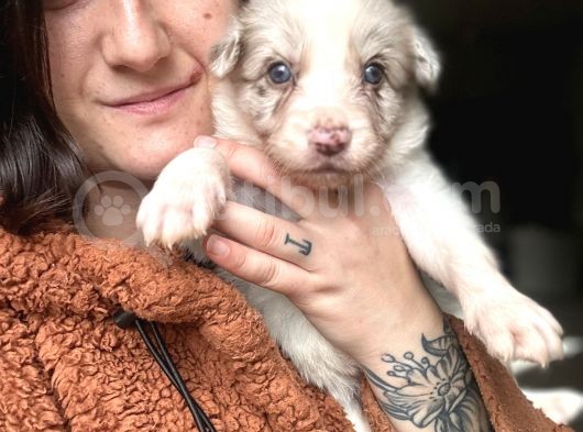 Border Collie Yavrular görsel