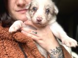Border collie Yavrular