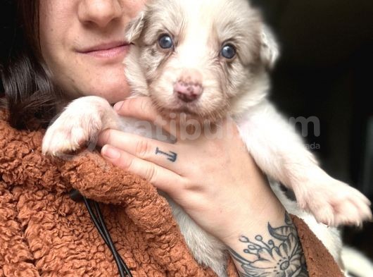 Border Collie Yavrular