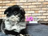 DÜNYANIN EN ZEKİ KÖPEĞİ BORDER COLLİE