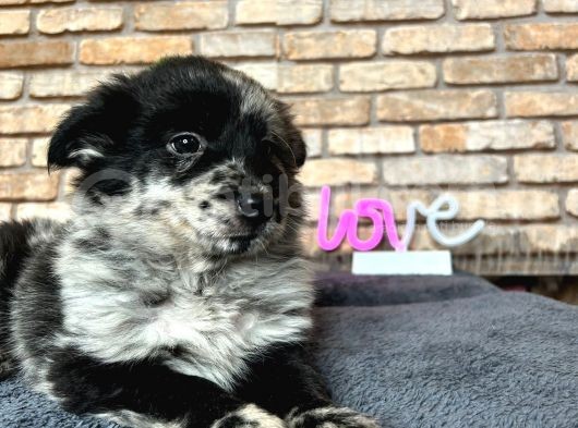 Dünyanin En Zeki̇ Köpeği̇ Border Colli̇e