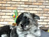 Dünyanin En Zeki̇ Köpeği̇ Border Colli̇e
