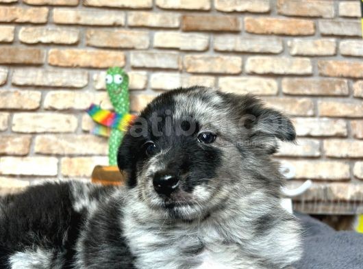 Dünyanin En Zeki̇ Köpeği̇ Border Colli̇e görsel