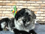 Dünyanin En Zeki̇ Köpeği̇ Border Colli̇e
