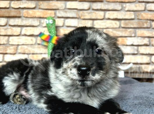 Dünyanin En Zeki̇ Köpeği̇ Border Colli̇e görsel