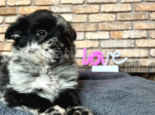 Dünyanin En Zeki̇ Köpeği̇ Border Colli̇e görsel